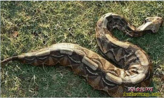 世界上最“胖”的毒蛇，体型肥大却能PK眼镜王蛇！