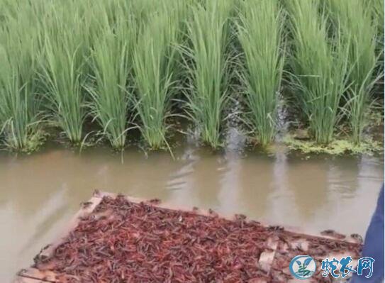 小龙虾养殖：稻田小龙虾养殖的好处以及注意事项！