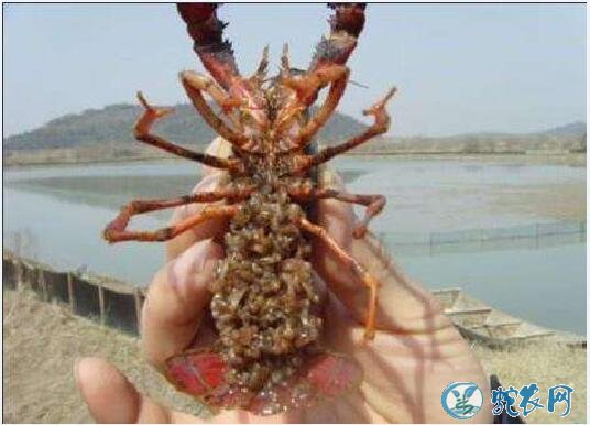 小龙虾养殖、稻田小龙虾养殖的三种模式哪种适合你？