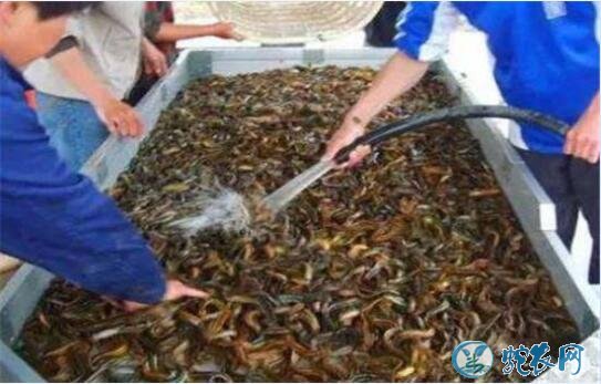 泥鳅混养、泥鳅和什么鱼混养最好?