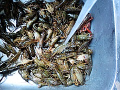 虾尾的做法、好吃的家常菜炒虾尾做法大全!