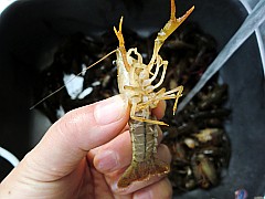 虾尾的做法、好吃的家常菜炒虾尾做法大全!