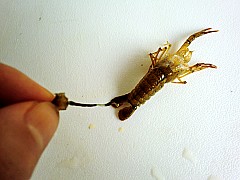 虾尾的做法、好吃的家常菜炒虾尾做法大全!