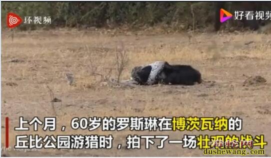 平头哥被蟒蛇缠住“反杀”蟒蛇报仇!两豺狼也被不要命的蜜獾赶跑!