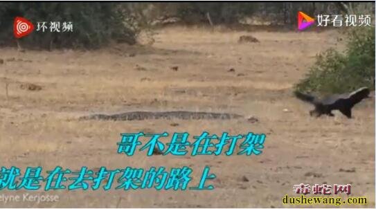 平头哥被蟒蛇缠住“反杀”蟒蛇报仇!两豺狼也被不要命的蜜獾赶跑!