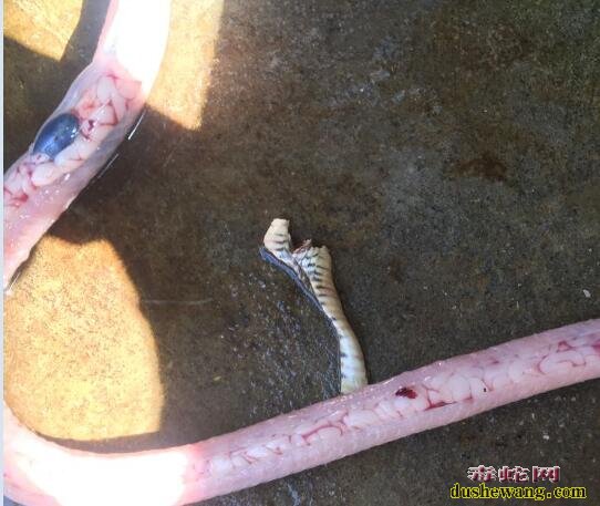 图说养蛇:一列蛇友养殖水律蛇肿瘤解剖分析!