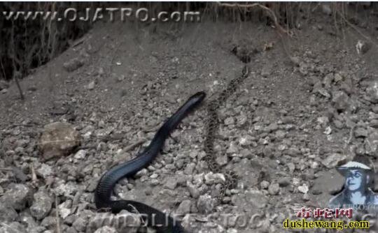 实拍：森王蛇吃小蟒蛇