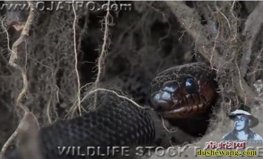 实拍：森王蛇吃小蟒蛇