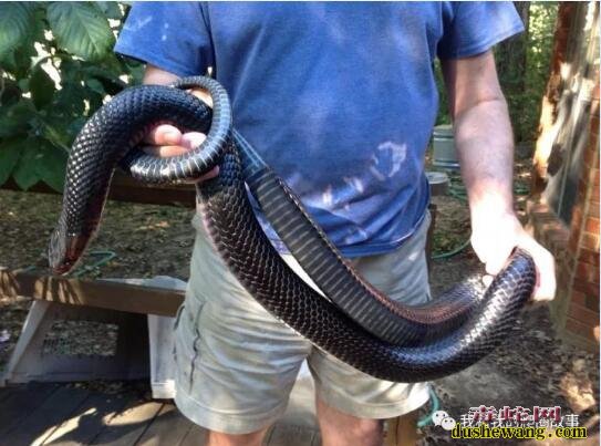 森王蛇的体型、看看靛青色的体现有多大