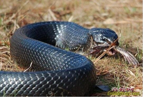 森王蛇的体型、看看靛青色的体现有多大