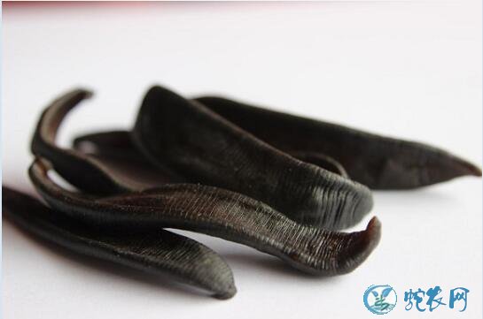 水蛭图片、各种水蛭图片大全及功效与作用!