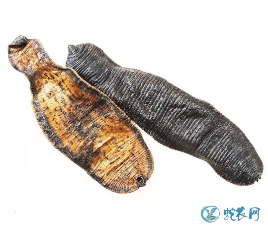 水蛭图片、各种水蛭图片大全及功效与作用!