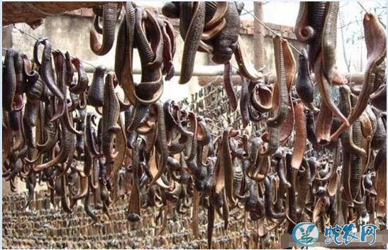 水蛭图片、各种水蛭图片大全及功效与作用!