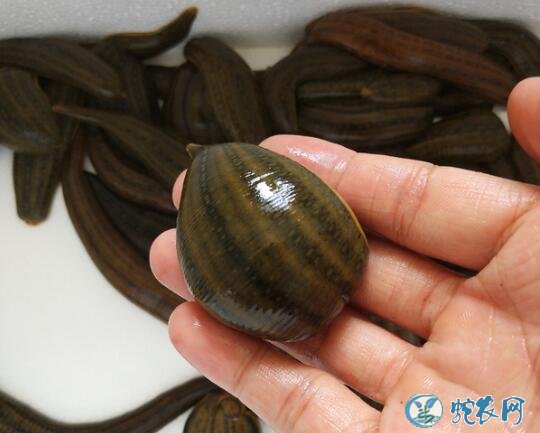 蚂蟥养殖、医蛭属水蛭的发育特点及摄食的习性!