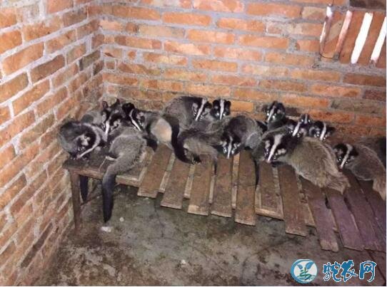 果子狸吃什么?养殖果子狸吃什么饲料长的快?