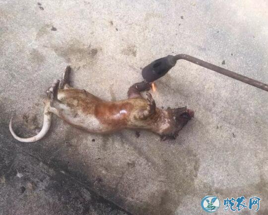 广东人最爱吃的野味果子狸!看看整个制作过程你可能不敢吃了!