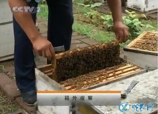 蜜蜂养殖、蜜蜂养殖技术视频全集