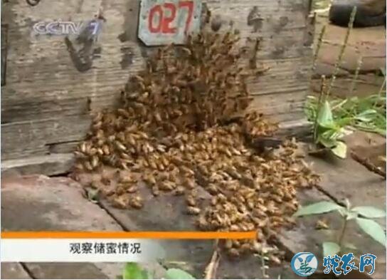 蜜蜂养殖、蜜蜂养殖技术视频全集