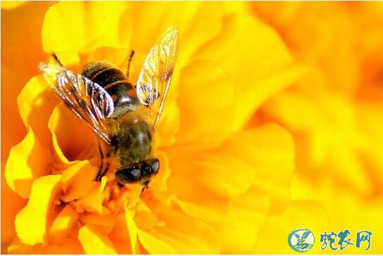 蜜蜂图片、各种蜜蜂图片大全欣赏