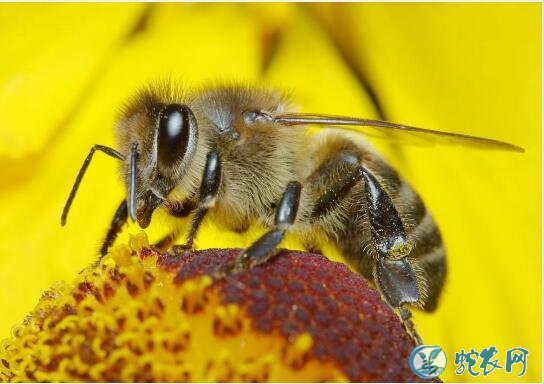 蜜蜂图片、各种蜜蜂图片大全欣赏