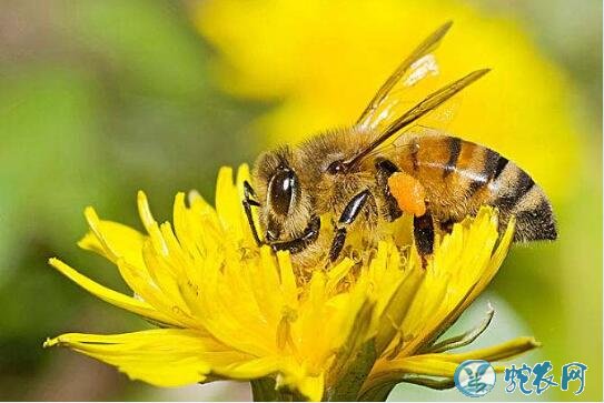 蜜蜂图片、各种蜜蜂图片大全欣赏