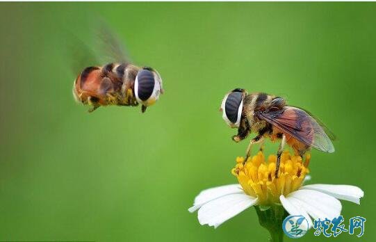 蜜蜂图片、各种蜜蜂图片大全欣赏