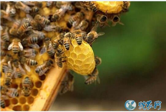 蜜蜂图片、各种蜜蜂图片大全欣赏