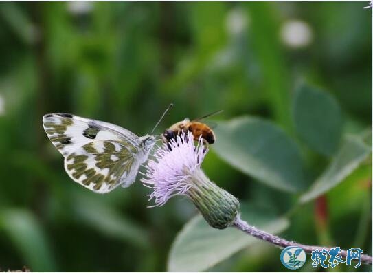 蜜蜂图片、各种蜜蜂图片大全欣赏