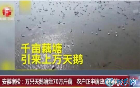 万只天鹅安徽藕塘越冬!可怜农户十万斤藕被糟蹋了!
