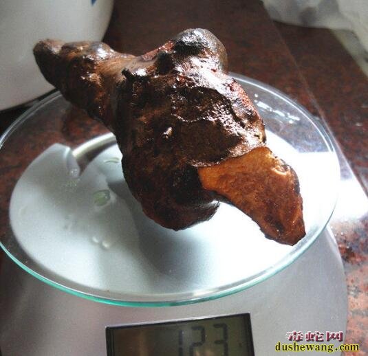 蝎子怎么吃?蝎子山龟祛湿汤做法步骤!