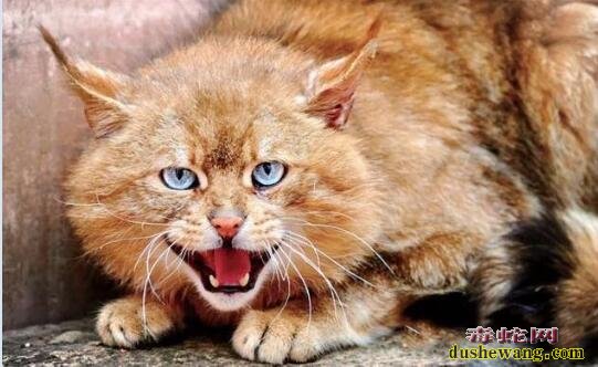 青海湖拍到荒漠猫!呆萌的外表下却有吃毒蛇的本领!