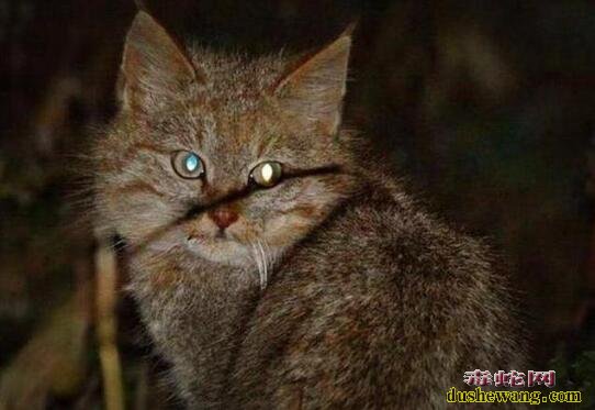 青海湖拍到荒漠猫!呆萌的外表下却有吃毒蛇的本领!
