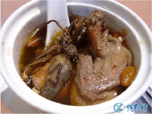金蝉花怎么吃？金蝉花的功效及最佳食用方法！