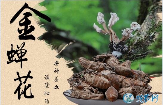 金蝉花怎么吃？金蝉花的功效及最佳食用方法！