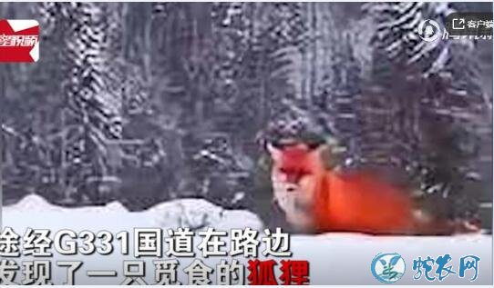 火狐狸是什么动物?大兴安岭雪地惊现“神兽”火狐狸!