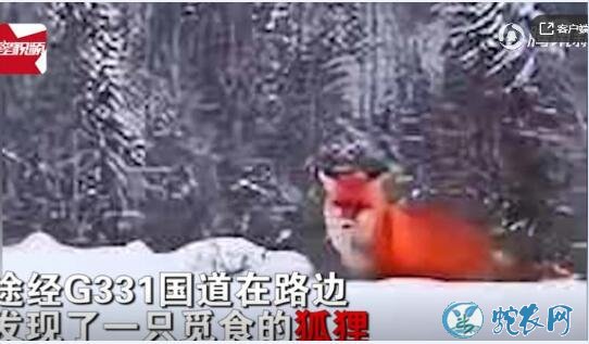 火狐狸是什么动物？大兴安岭雪地惊现“神兽”火狐狸！