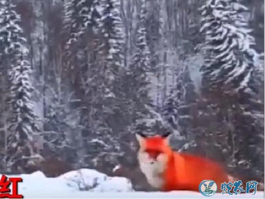 火狐狸是什么动物？大兴安岭雪地惊现“神兽”火狐狸！