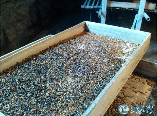 怎样养黄粉虫?养殖黄粉虫需要满足一下三个条件!
