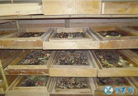 怎样养黄粉虫?养殖黄粉虫需要满足一下三个条件!
