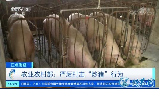 农业农村部严厉打击“炒猪”行为!实行非洲猪瘟疫情有奖举报!