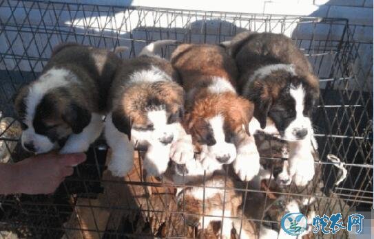 肉狗品种、养殖长的快的几个肉狗品种推荐！