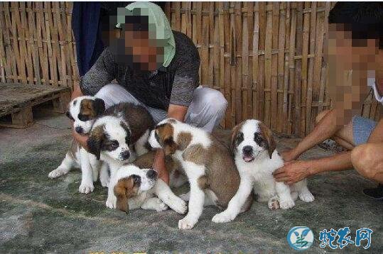 养肉狗10招、养肉狗10招书在哪里买?