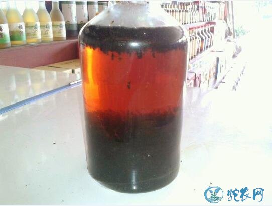 黑蚂蚁酒的功效与作用?蚂蚁酒适合什么人喝?