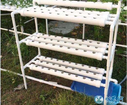 草莓无土栽培、家庭阳台草莓的无土栽培技术