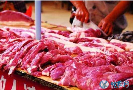 2019年12月18日猪价格行情、今日生猪、猪肉多少钱一斤?