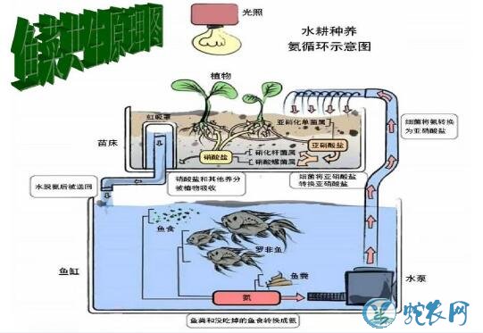 蔬菜无土栽培新技术、鱼菜共生系统经济可行性研究进展!