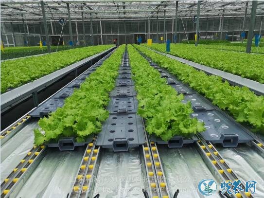 无土栽培蔬菜投资成本?