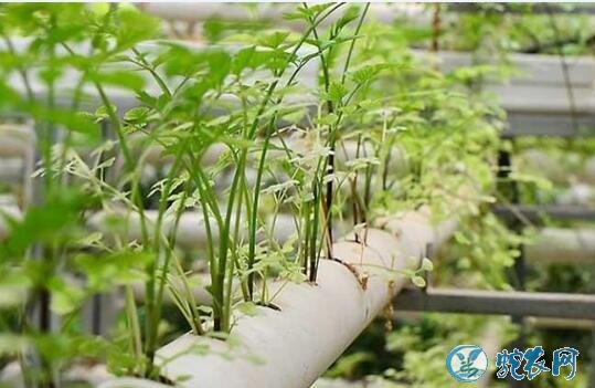 无土栽培蔬菜投资成本?