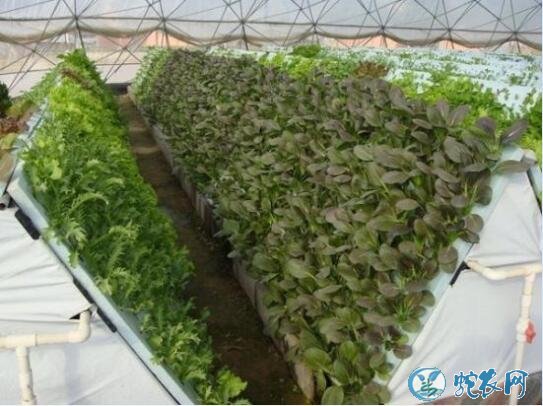 无土栽培蔬菜投资成本?
