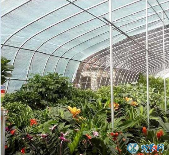 一亩大棚造价、2020年建造一亩蔬菜温室大棚要多少钱?